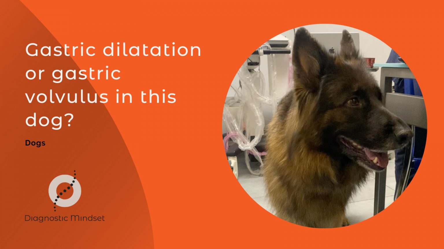 Gastric dilatation or gastric volvulus in this dog?