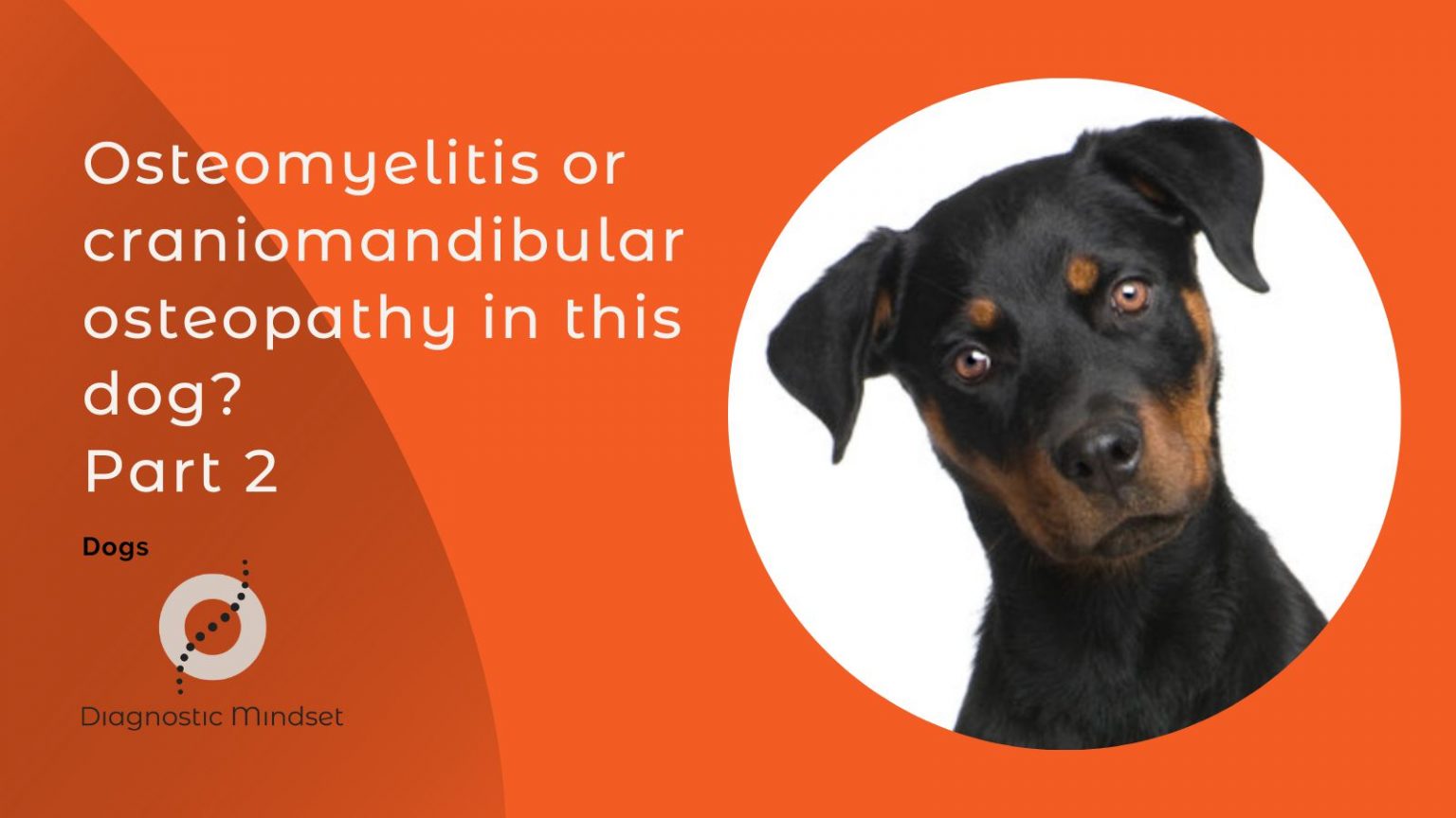Osteomyelitis or craniomandibular osteopathy in this dog? Part 2