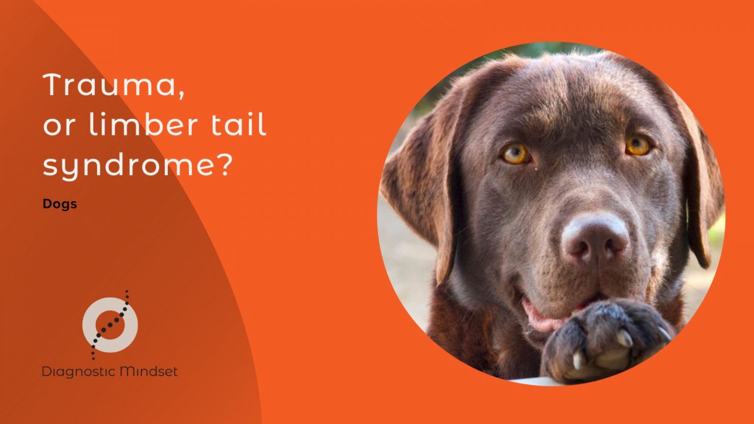 On a dog radiograph, trauma, or limber tail syndrome?