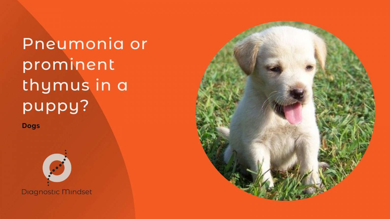 On a puppy dog thoracic radiograph, pneumonia or prominent thymus?