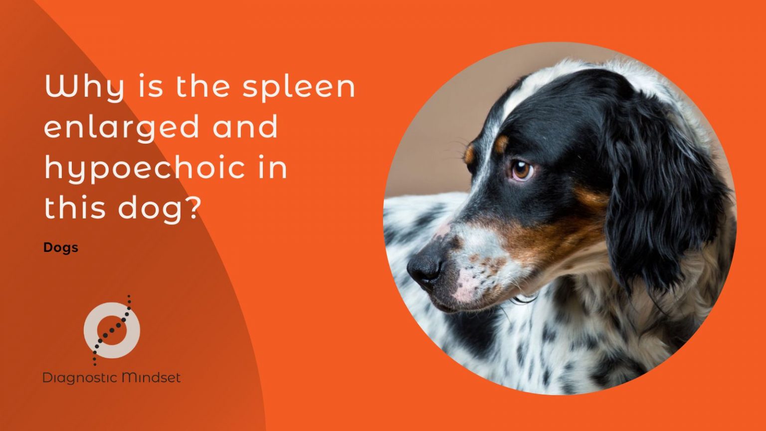Why is the spleen enlarged and hypoechoic in this dog?
