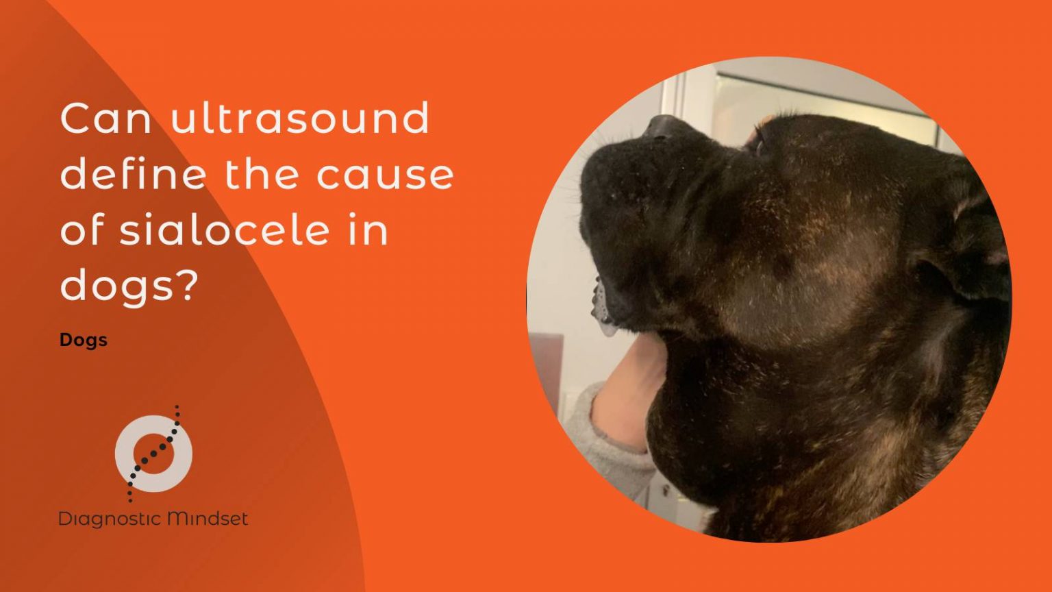 Can ultrasound define the cause of sialocele in dogs?