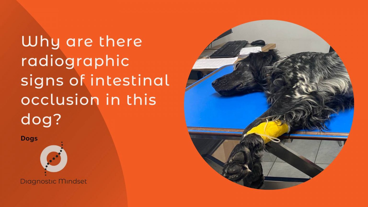 Why are there radiographic signs of intestinal occlusion in this dog?