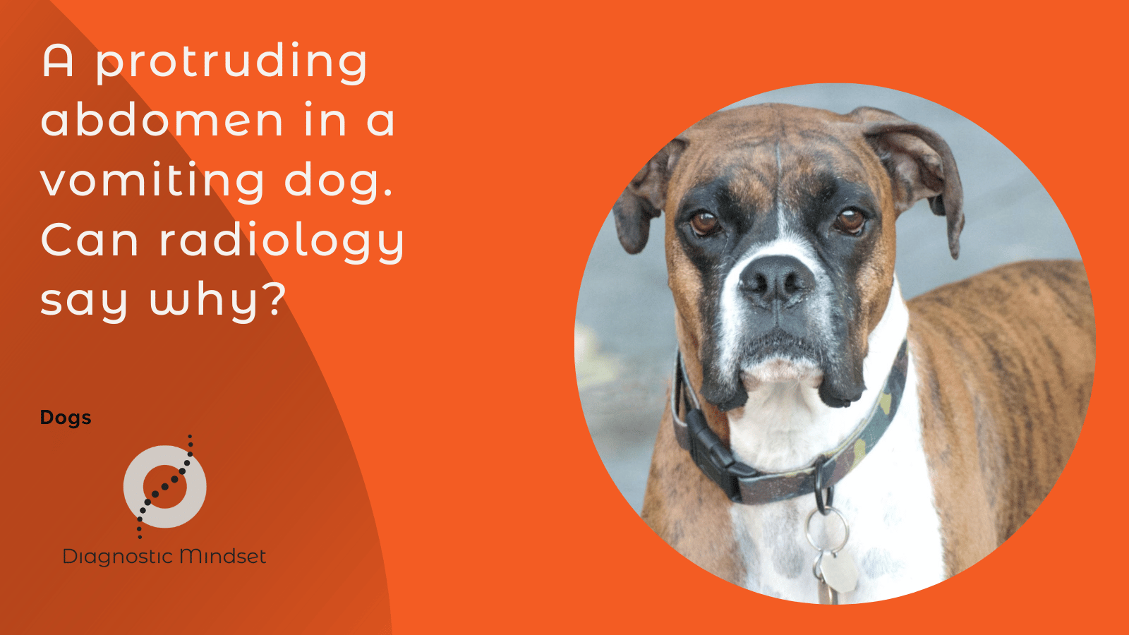 A protruding abdomen in a vomiting dog. Can radiology say why? Diagnostic Mindset