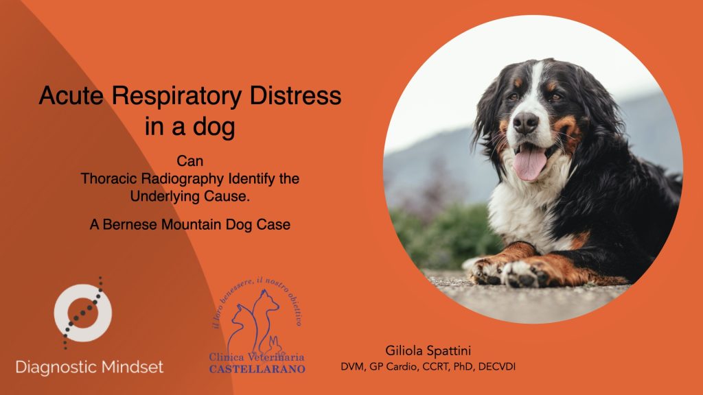 Acute respiratory distress in a dog – Bernese Mountain Dog thoracic radiology case