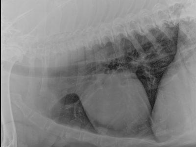 BULLMASTIFF 8 YEARS THORAX SX