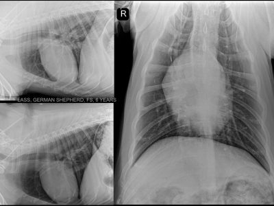 GERMAN SHEPHERD 6 YEARS THORAX SAGITTAL