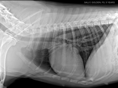 GOLDEN 5 YEARS THORAX DX